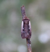 Hvitkantfly (Ochropleura plecta)