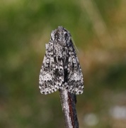 Ospekveldfly (Acronicta megacephala)