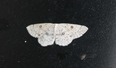 Bjørkeløvmåler (Cyclophora albipunctata)