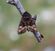 Lyktebærerfly (Euplexia lucipara)