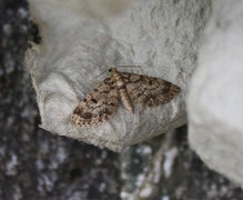 Grandvergmåler (Eupithecia tantillaria)