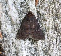 Skyggefly (Rusina ferruginea)