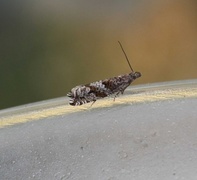 Røsslyngsigdvikler (Ancylis unguicella)