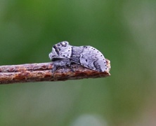Liten gaffelstjert (Furcula furcula)
