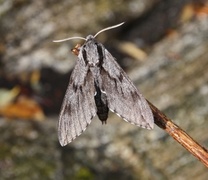 Furusvermer (Sphinx pinastri)