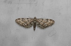 Vinkeldvergmåler (Eupithecia vulgata)