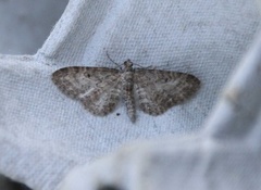 Engdvergmåler (Eupithecia satyrata)