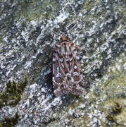 Røsslyngfly (Lycophotia porphyrea)