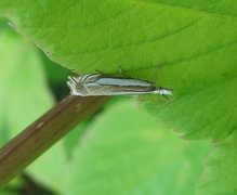 Beitenebbmott (Crambus pascuella)