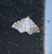 Furubuemåler (Macaria liturata)