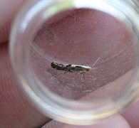 Rognebærmøll (Argyresthia conjugella)