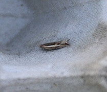 Stripesigdvikler (Ancylis apicella)