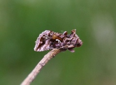 Fiolettbrunt metallfly (Autographa pulchrina)