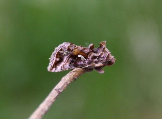 Fiolettbrunt metallfly (Autographa pulchrina)