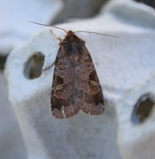 Rødfrynset teglfly (Diarsia brunnea)