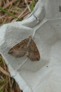 Brun bakkemåler (Scotopteryx chenopodiata)