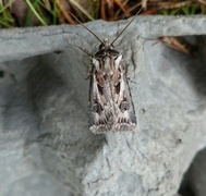 Fagerjordfly (Agrotis vestigialis)