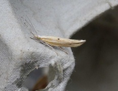 Ypsolopha nemorella