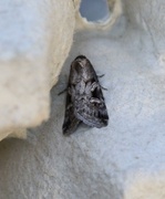 Kystfly (Stilbia anomala)