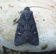 Stort lyngheifly (Aporophyla nigra)