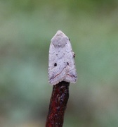 Brungrått høstfly (Agrochola lota)