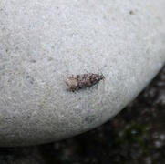 Teleiopsis diffinis