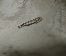 Beitenebbmott (Crambus pascuella)