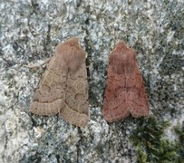 Tverrlinjet seljefly (Orthosia cerasi)