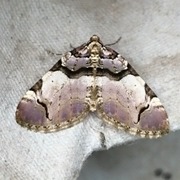 Fiolett rosemåler (Anticlea derivata)