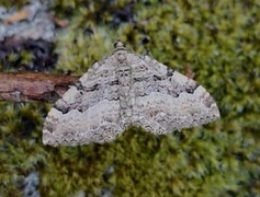 Berberisduskmåler (Rheumaptera cervinalis)