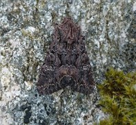 Brunt lærfly (Mniotype adusta)