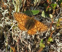 Fjellperlemorvinge (Boloria napaea)