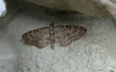 Vinkeldvergmåler (Eupithecia vulgata)