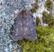 Skyggefly (Rusina ferruginea)