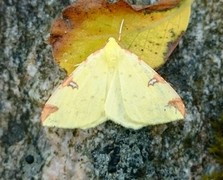 Sitronmåler (Opisthograptis luteolata)