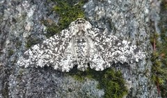 Bjørkelurvemåler (Biston betularia)