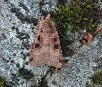 Triangelbakkefly (Xestia triangulum)