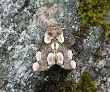 Flekkhalvspinner (Thyatira batis)