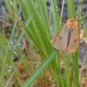 Rødfrynset bjørnespinner (Diacrisia sannio)