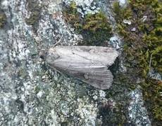 Kystfly (Stilbia anomala)