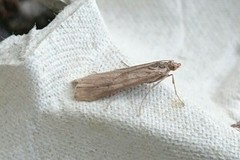 Smalengmott (Nomophila noctuella)