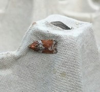 Buskflatvikler (Acleris laterana)