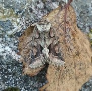 Irrfly (Allophyes oxyacanthae)