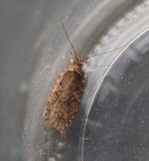 Agonopterix heracliana