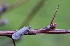 Agonopterix heracliana