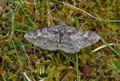 Båndbarkmåler (Cleora cinctaria)