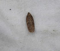 Agonopterix heracliana