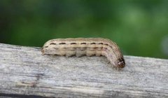 Plettbåndfly (Noctua orbona)