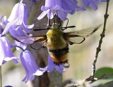 Smalkantet humlesvermer (Hemaris tityus)