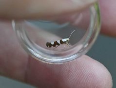 Argyresthia brockeella